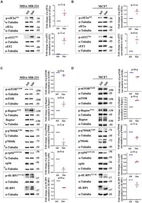 Inhibition of protein translation under matrix-deprivation stress in breast cancer cells